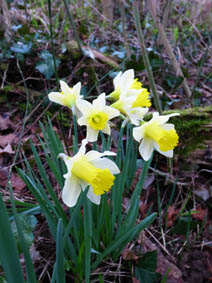 Narcissus pseudonarcissus ssp. pseudonarcissus